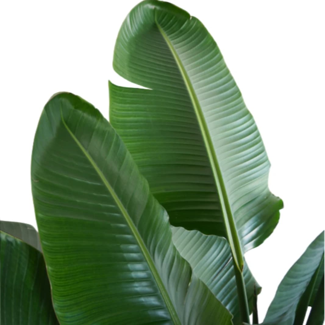 Banana Leaf Plant - Strelitzia Nicolai