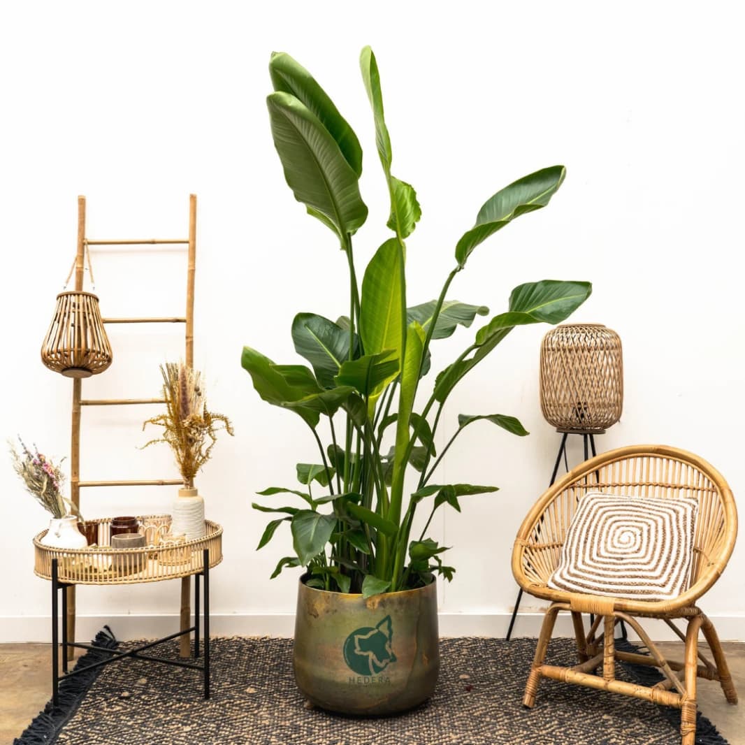 Banana Leaf Plant - Strelitzia Nicolai