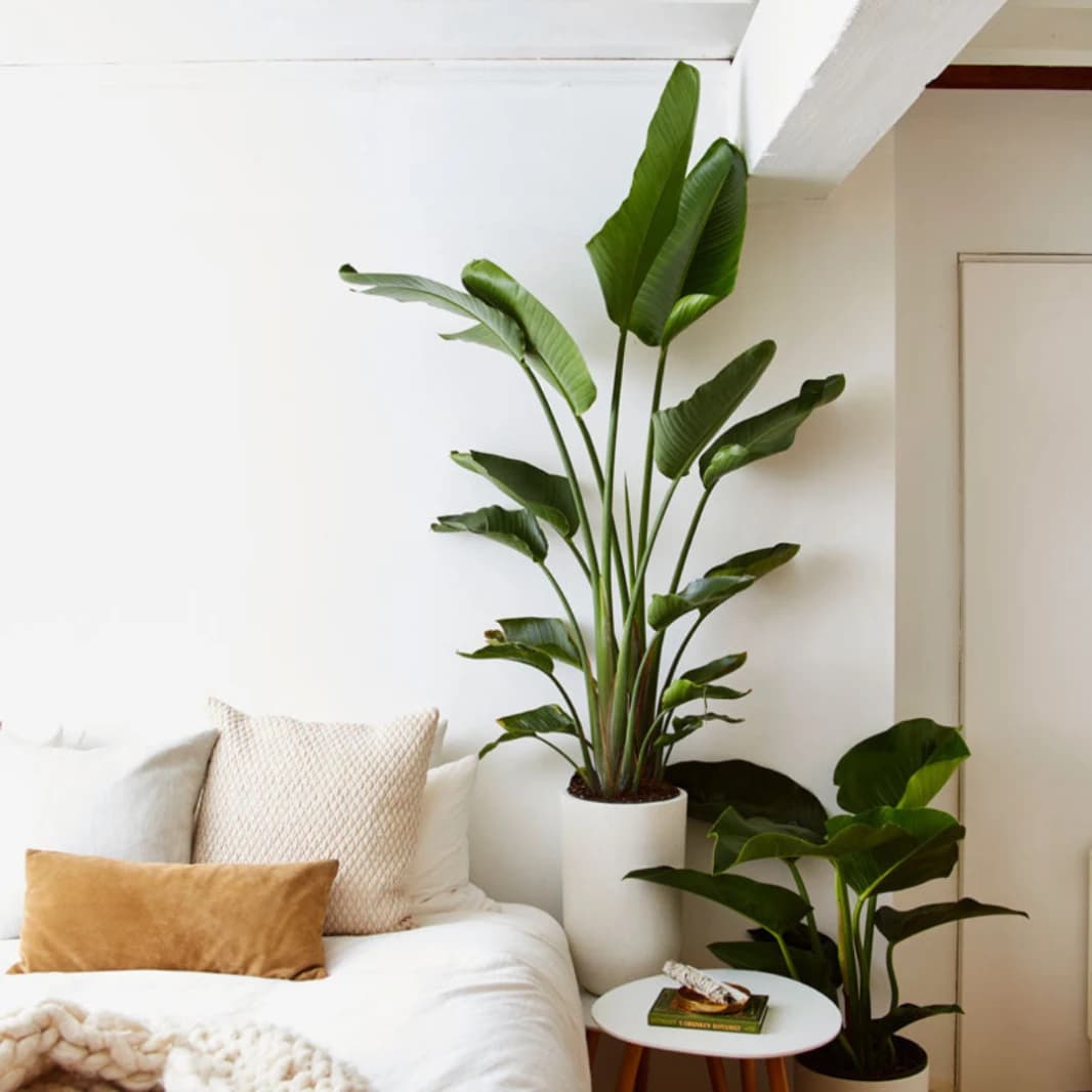 Banana Leaf Plant - Strelitzia Nicolai