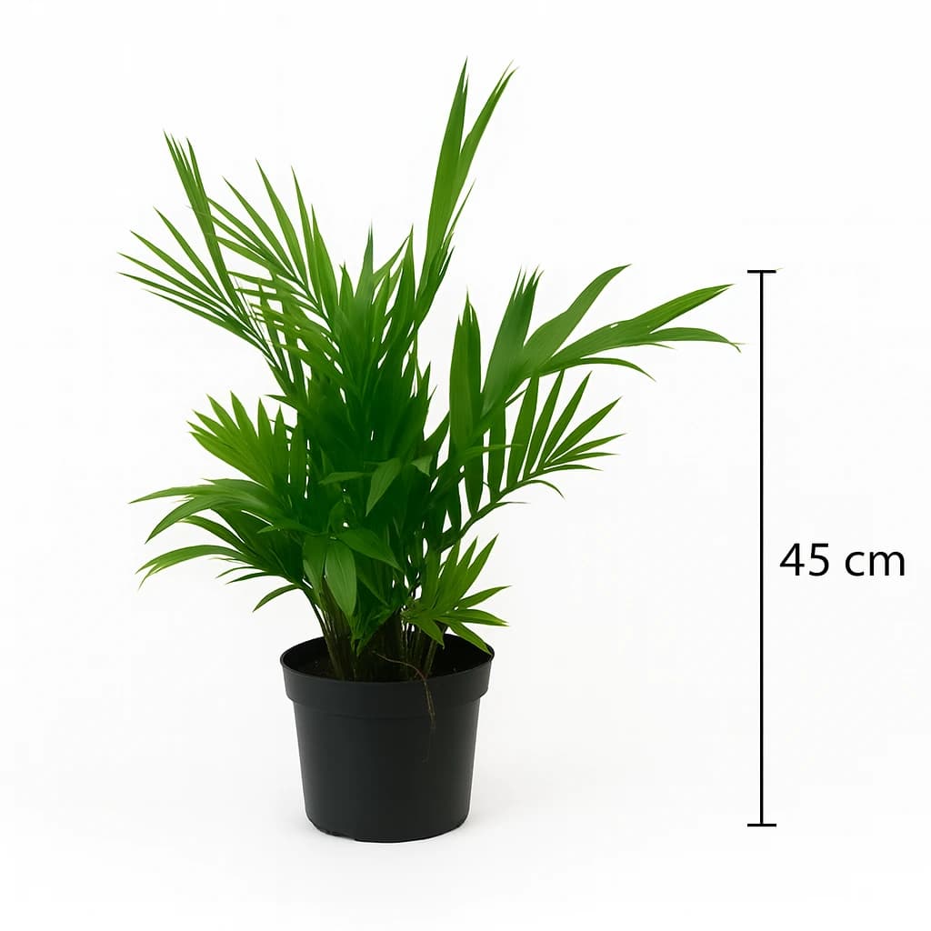 Chamaedorea elegans 60 cm