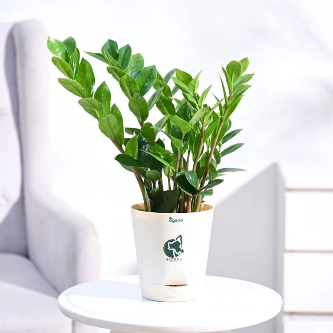 Zamia Zz Plant Medium