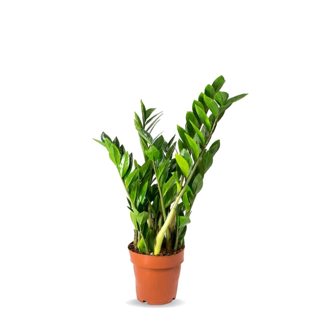 Zamia ZZ Plant Small