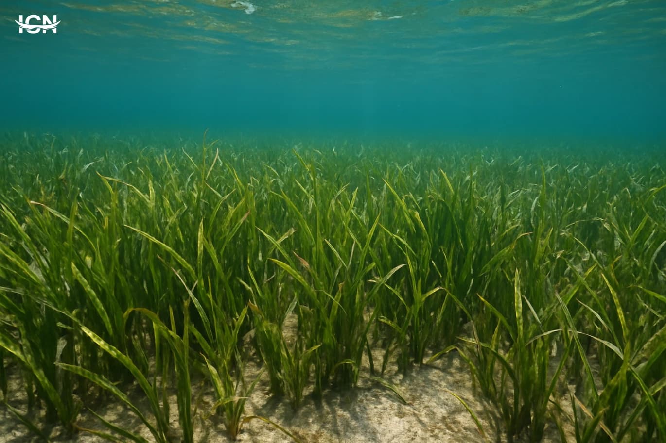 Seagrass Meadows The Overlooked Coastal Powerhouse