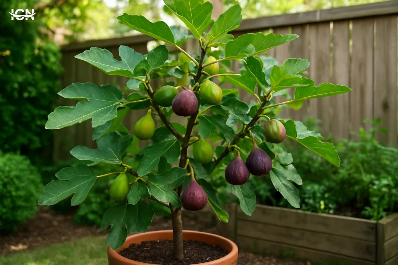 High Yield Fig Trees in Small Gardens