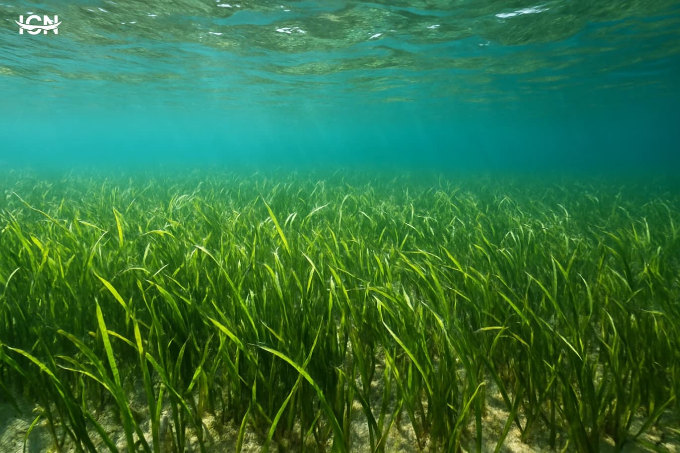 How Seagrass Meadows Keep Coasts Alive
