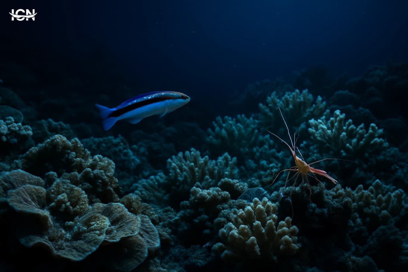 Nighttime Reef Shift and Hidden Cleaners