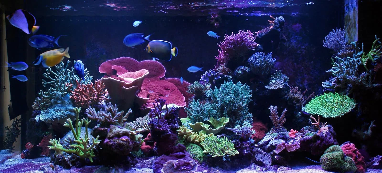 Saltwater marine aquariums
