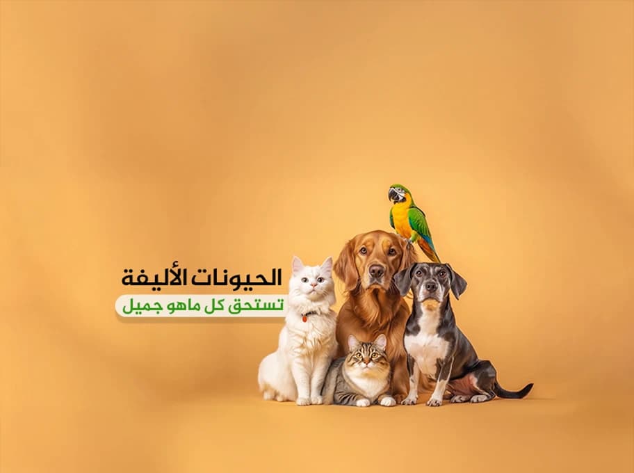 الحيوانات الاليفة