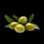 Olive Oil