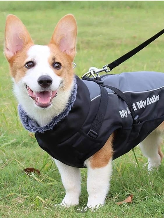 Dog Store for high quality black color xl