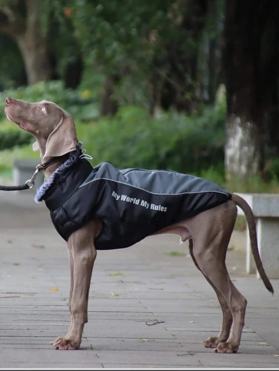 Dog Store for high quality black color xxxl