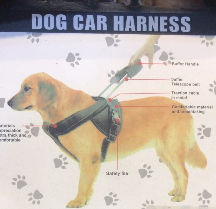 Harring for small dogs