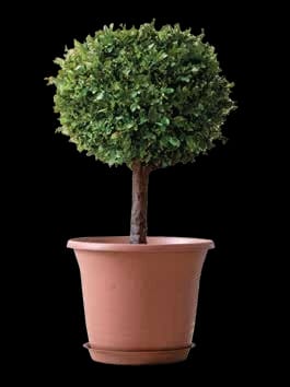 Decorative Boxwood Ball Topiary Plant in Pot