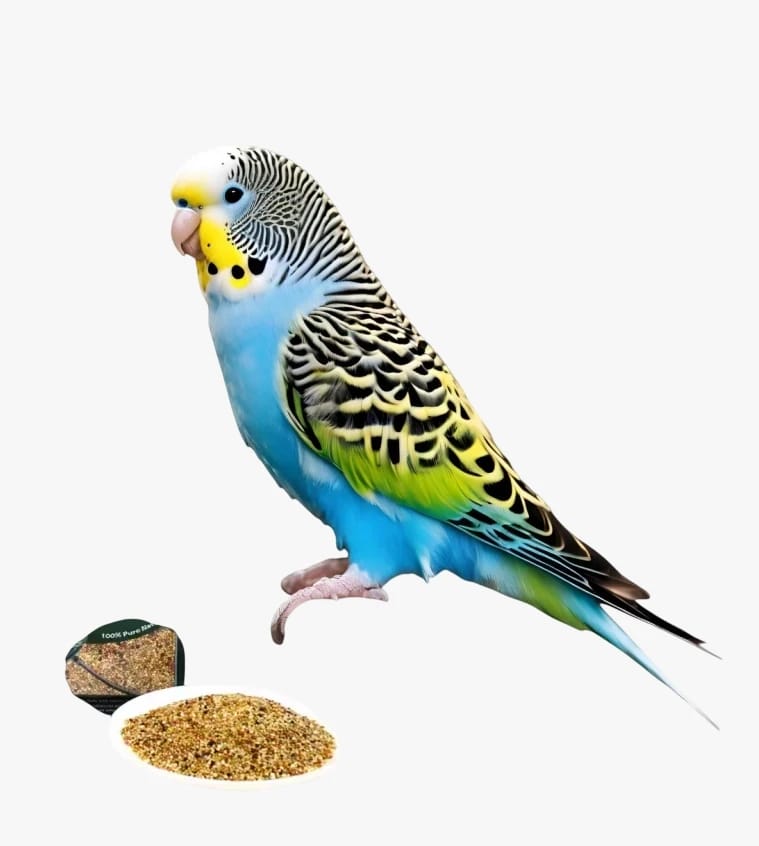 Lovebird Food