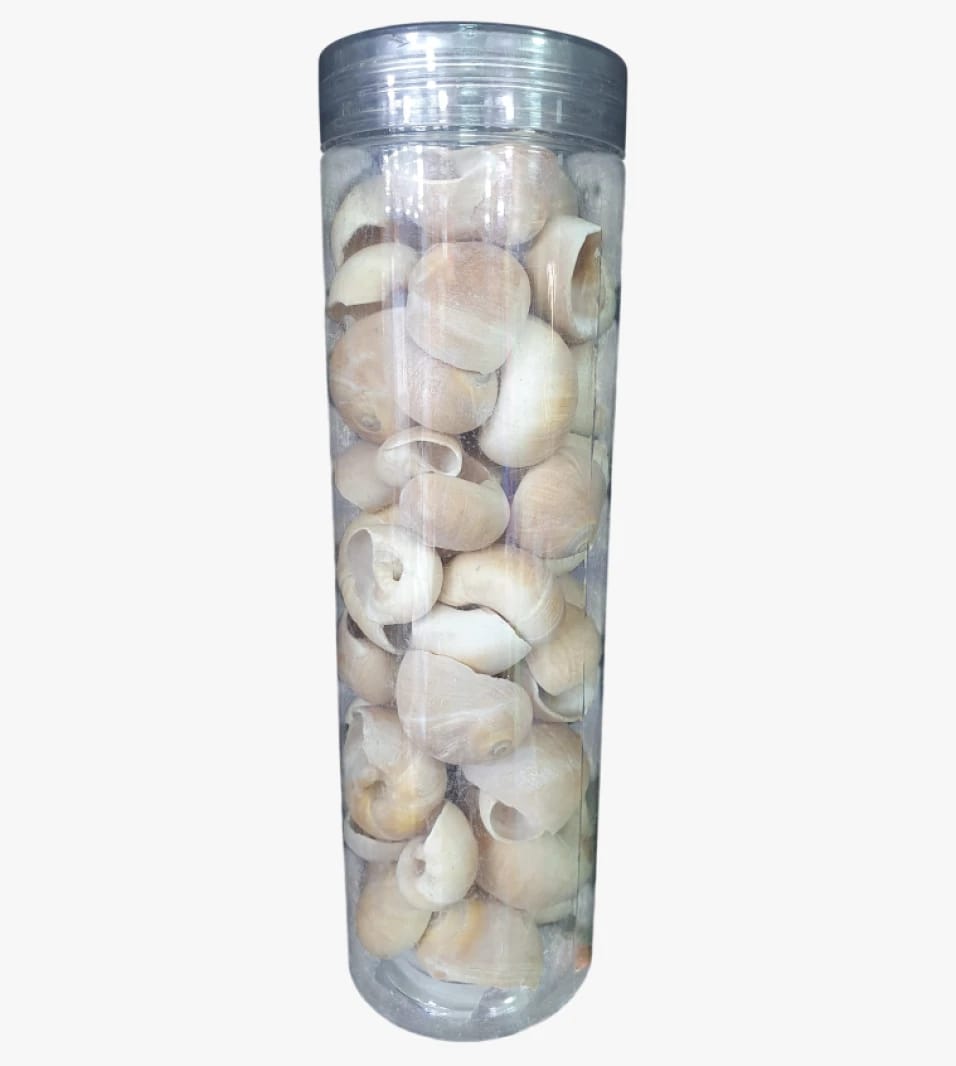 Decorative Sea Shells Collection in a Transparent Jar for Home or Office Decoration and Gifting