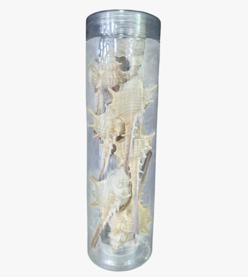 Natural Collection Glass Decorative Seashell Set Ideal for Nature Enthusiasts and Shell Collectors