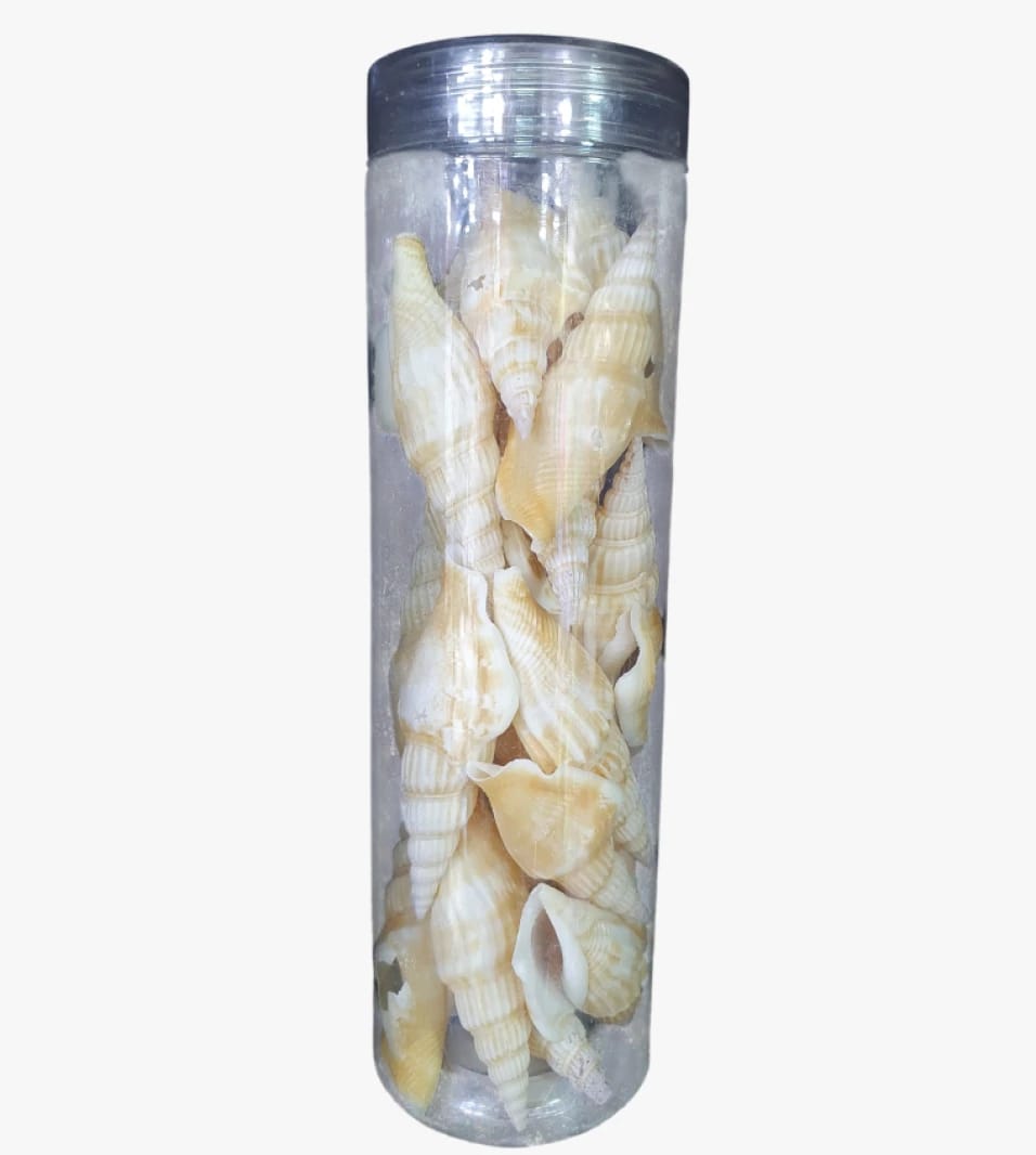 Beautiful Decorative Seashells in a Clear Container with Metal Lid Perfect for Seashell Collectors and Marine Decor from Decor Sea