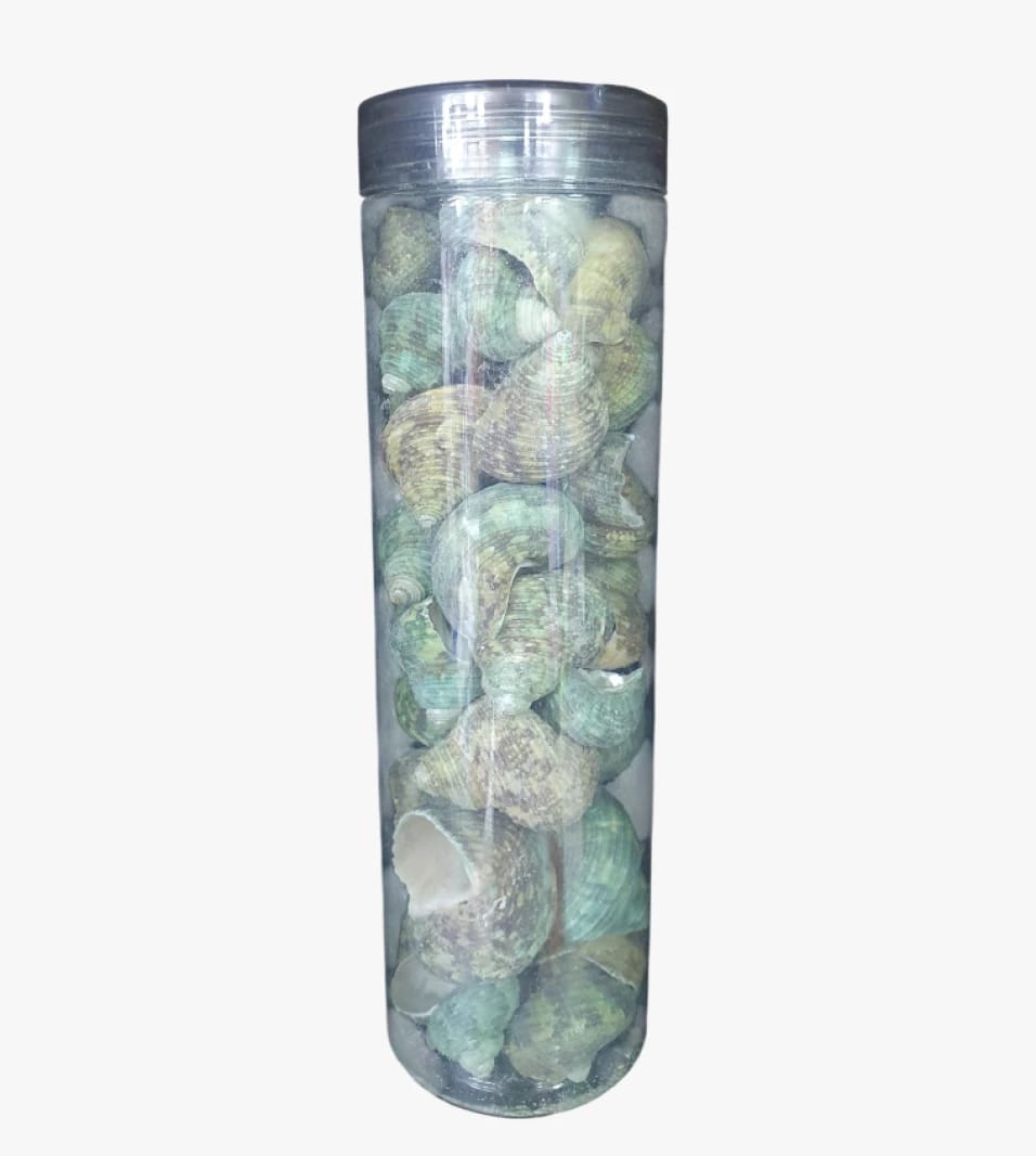 Natural Brand Seashell Jar for Home Decor and Events with Captivating Design for Beach Lovers and Marine Decor Enthusiasts