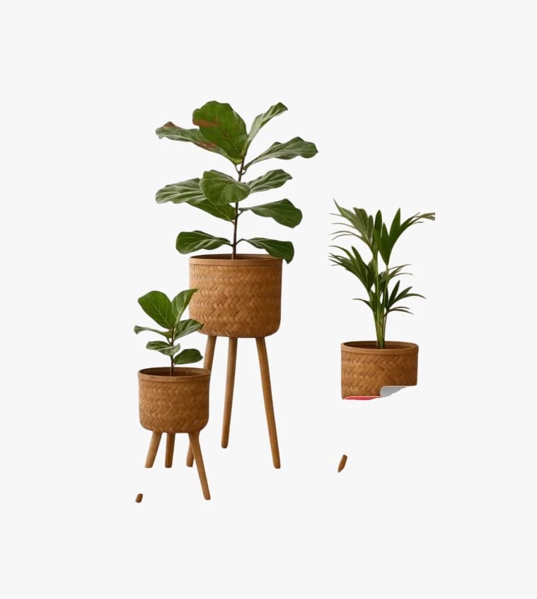 Modern Indoor Plant Pots Collection in Diverse Stylish Design for Discerning Shoppers Passionate About Natural Decor