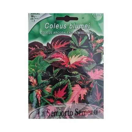 COLEUS PLUMMI SEEDS
