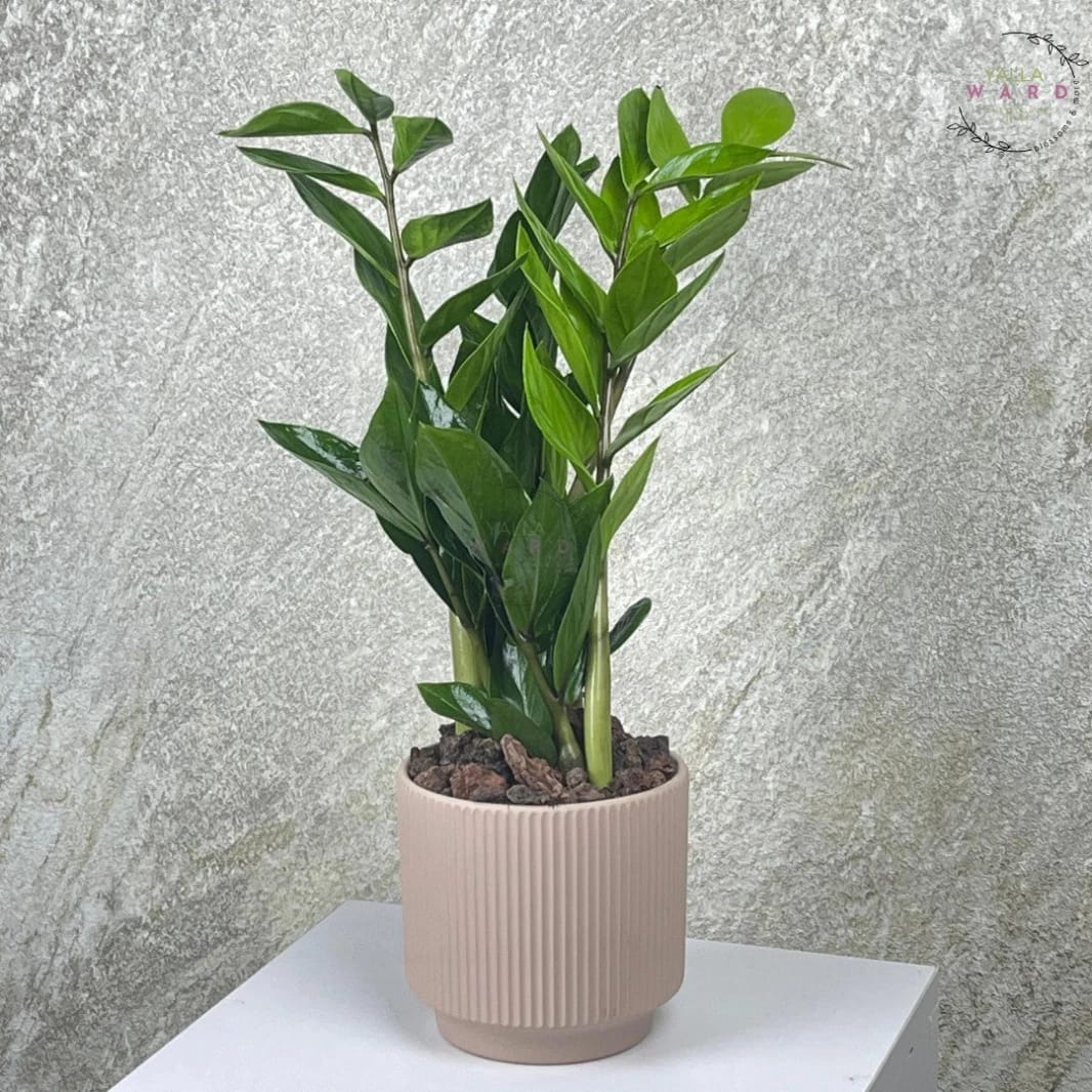 Medium Zamia Plant In A Pot