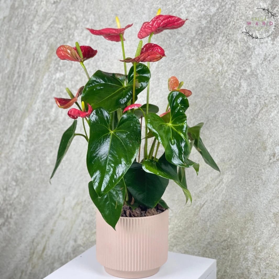Red Anthurium – Indoor Plant Delivered to Amman | Yalla Ward