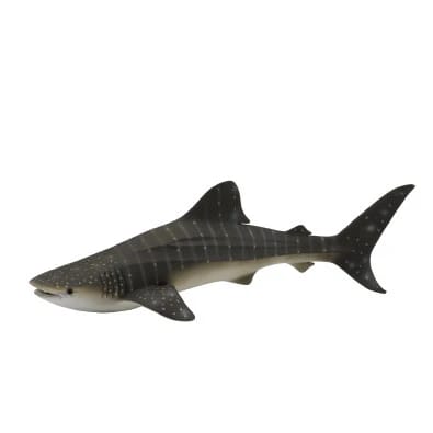 Whale Shark