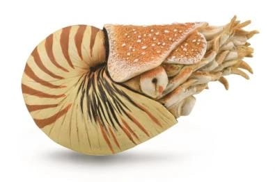 Nautilus pompilius