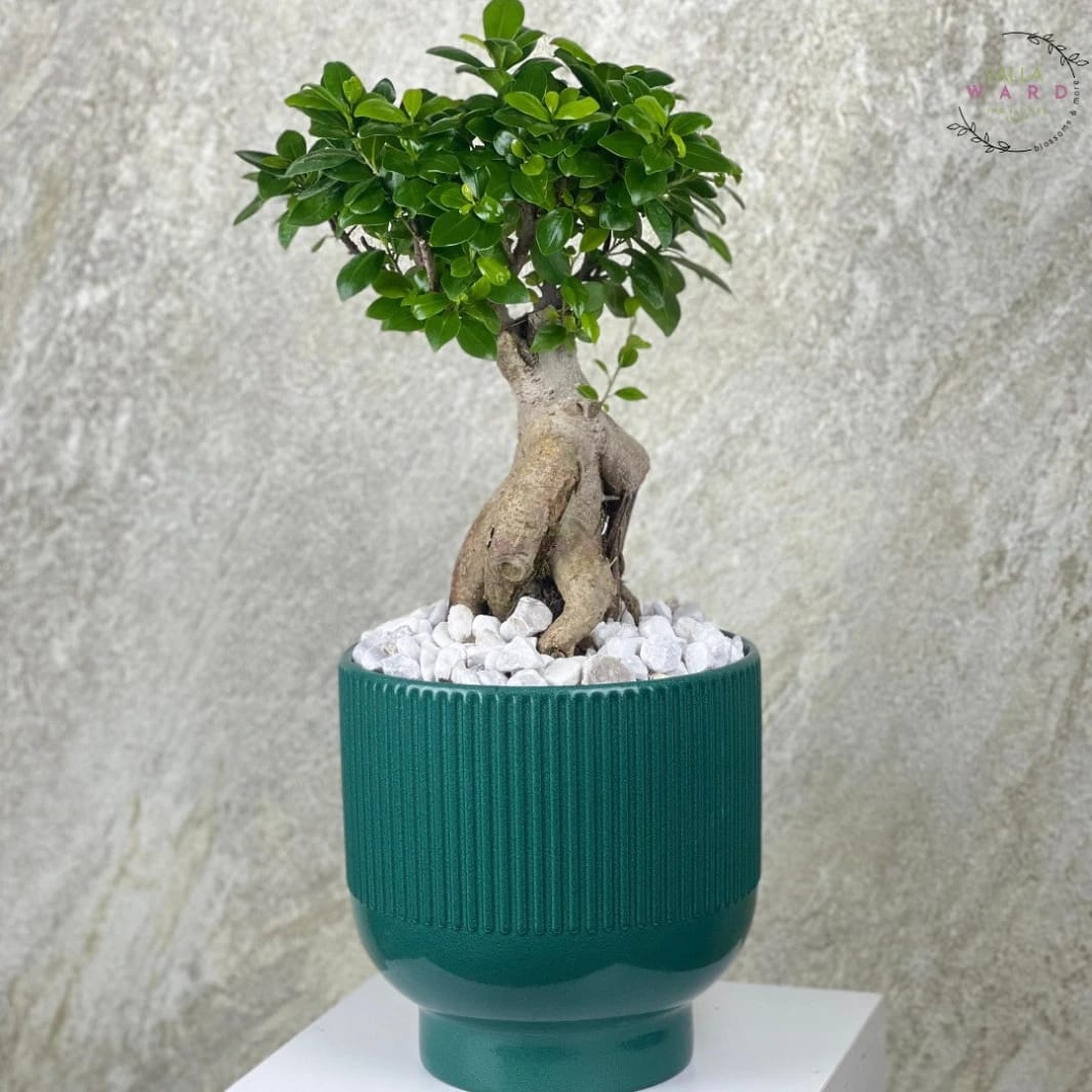 Bonsai Plant in Stylish Pot – Send to Amman | Yalla Ward