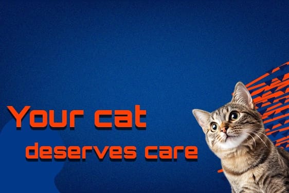 cat care