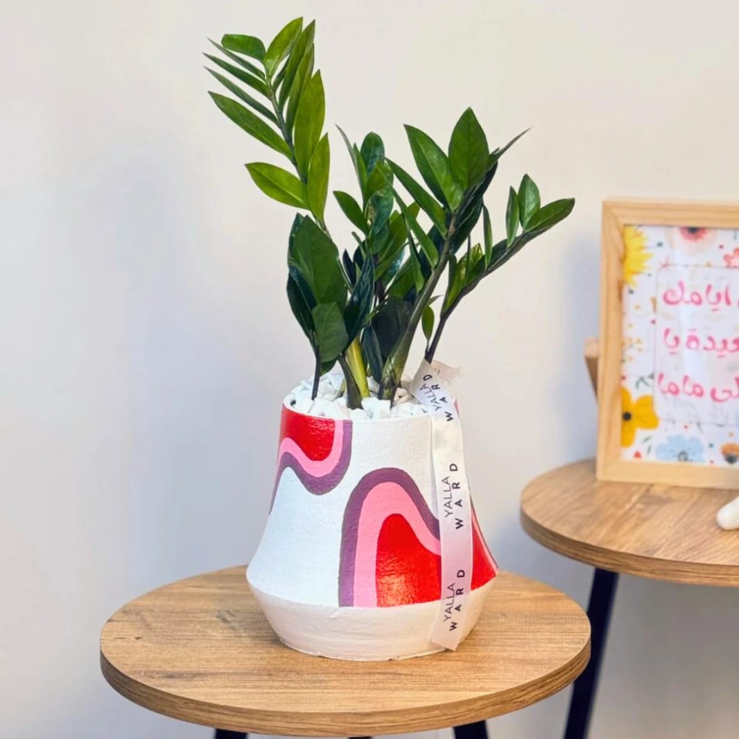 Zamia Plant – Painted Pot Gift in Amman