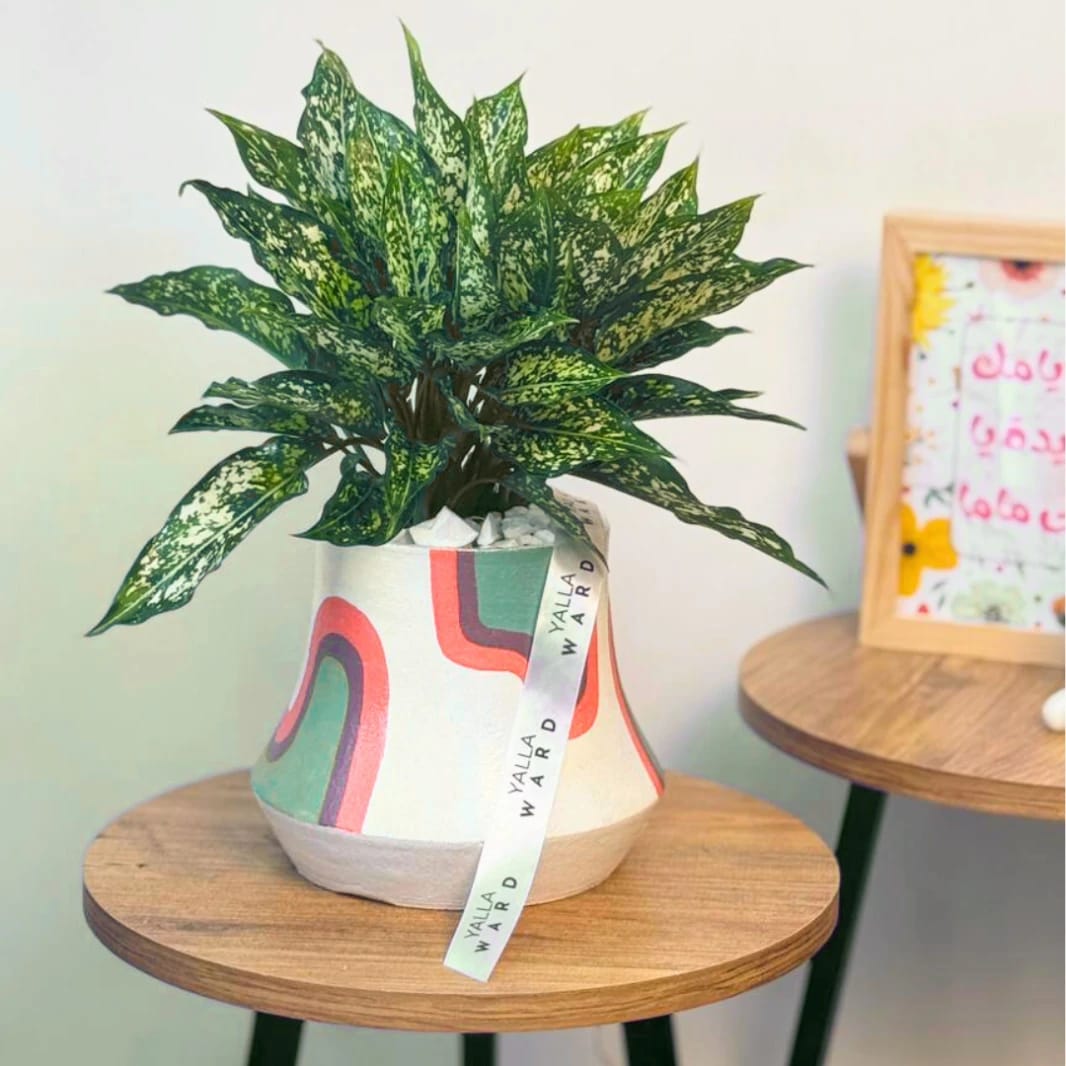 Green Aglaonema – Painted Pot Gift in Amman