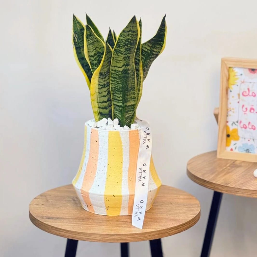 Snake Plant - Painted Pot Gift in Amman