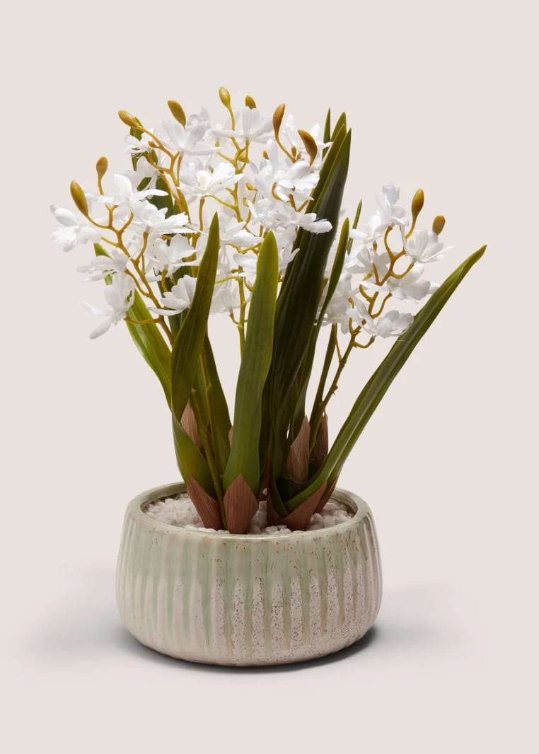 Jacinthe Plant - White - One Size
