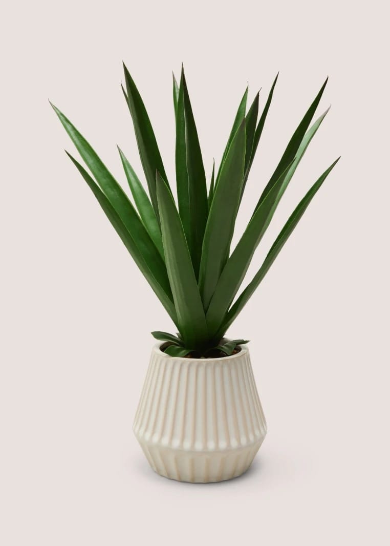 Cactus Plant in Creamy Ribbed Ceramic Pot - Green - One Size