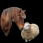 مستلزمات الفروسية والمواش