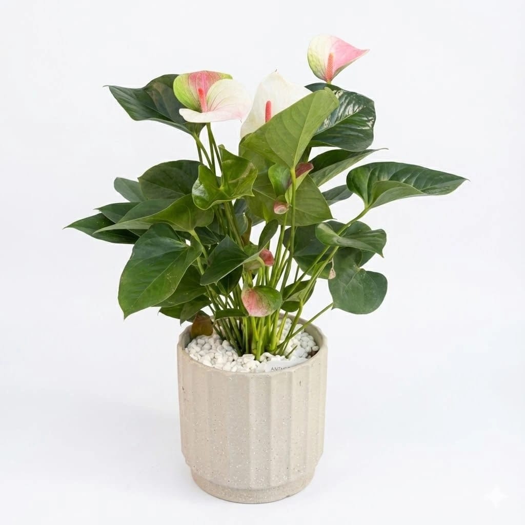 Anthurium Mystic Indoor Plant
