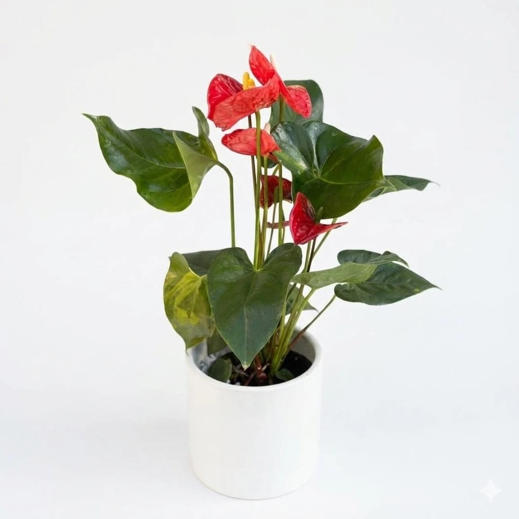 Anthurium Plant