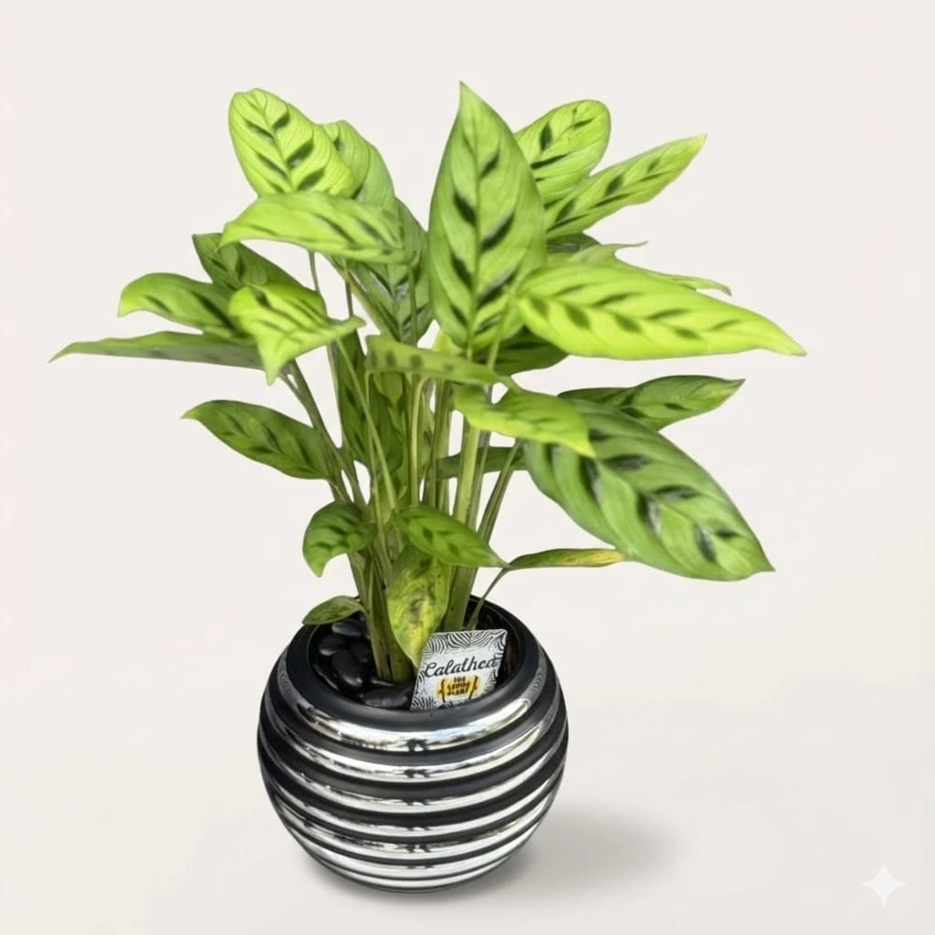 Ctenanthe Indoor Plant