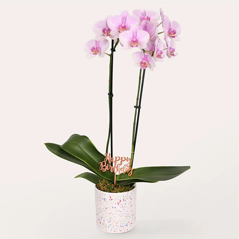 Pink Orchid Plant