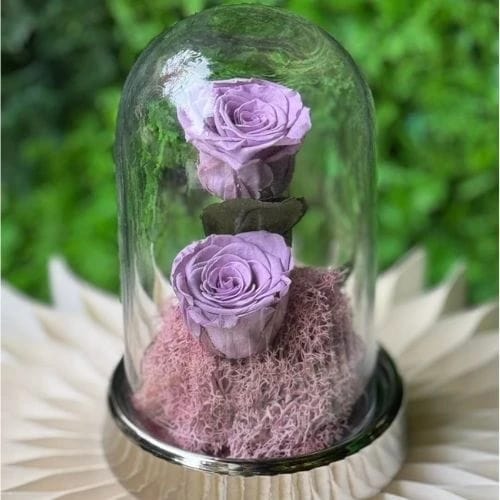 Purple Rose Mummified