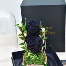 Mummified Black Roses