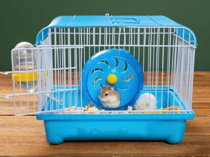 Small Hamster House
