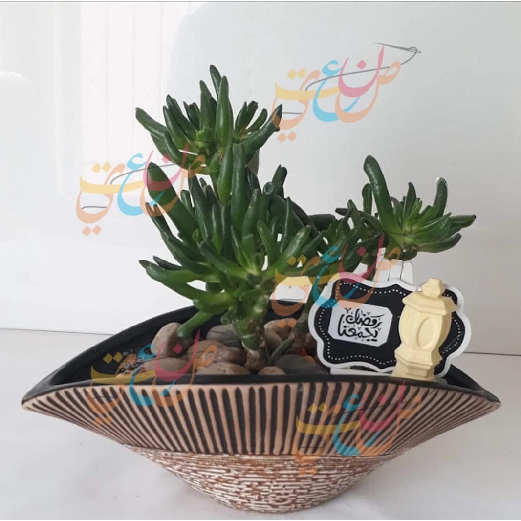 Cactus Plants Handmade Decor for Gifts