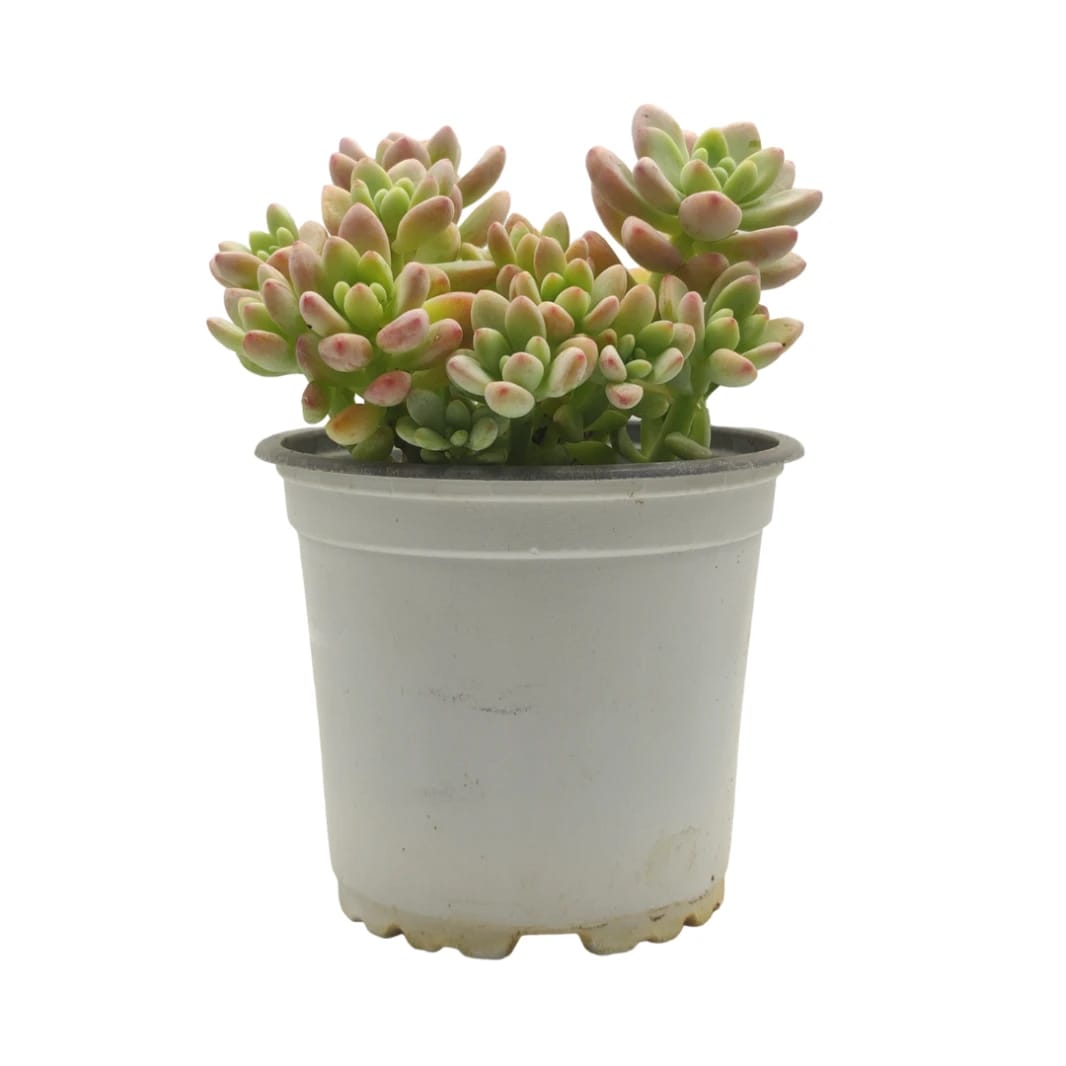 Sedum Rubrotinctum Plant - Succulent