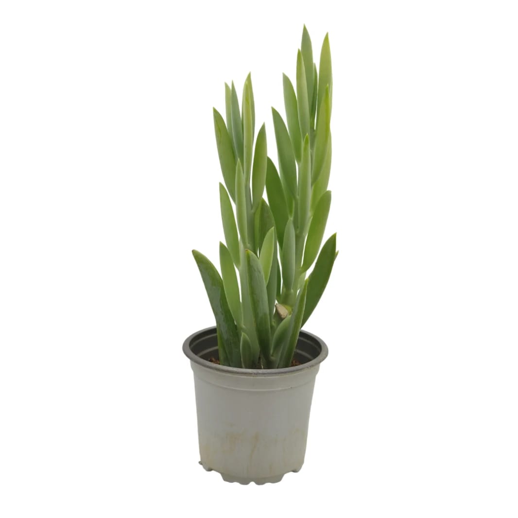 Mount Everest Succulent Plant - Curio Ficoides
