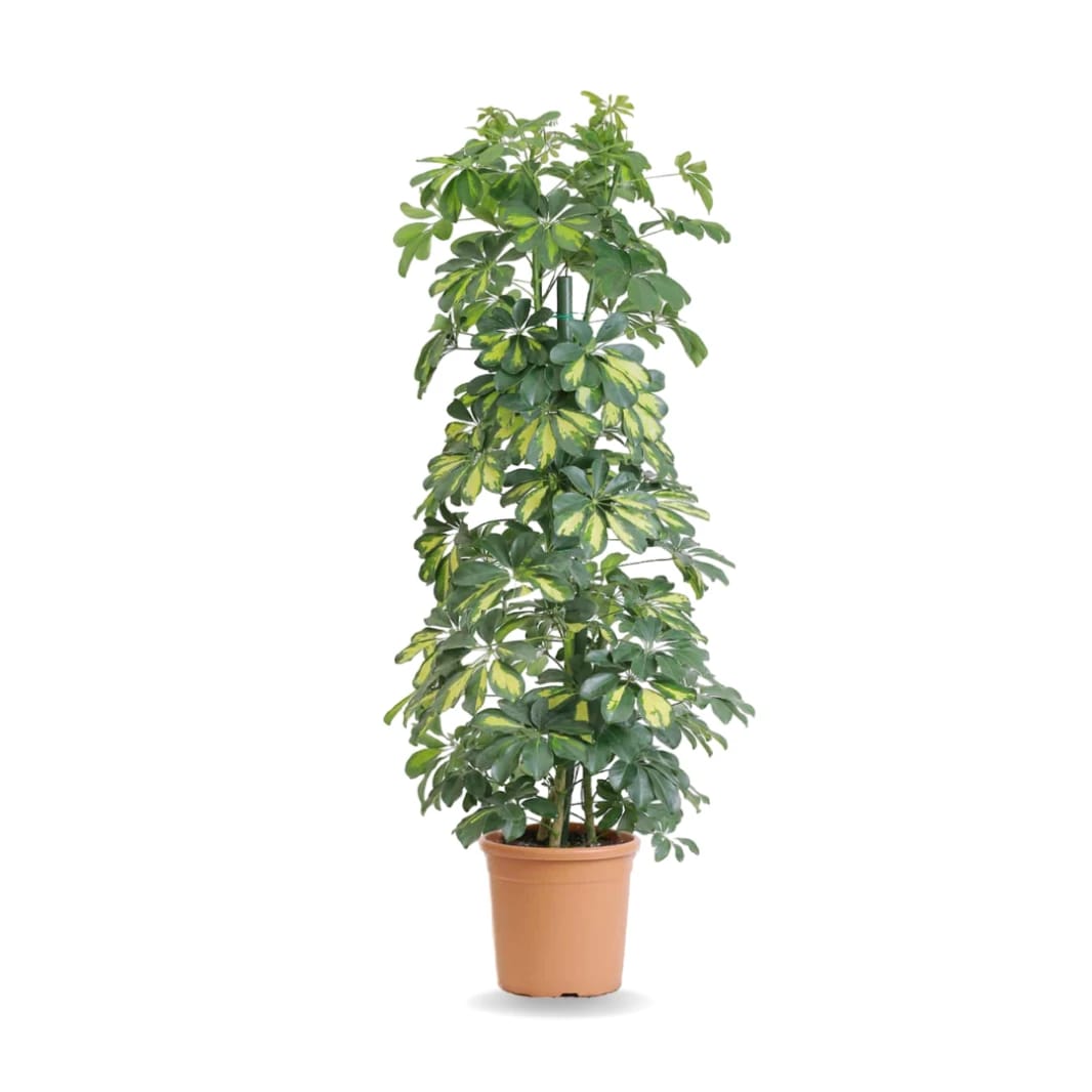 Schefflera Plant