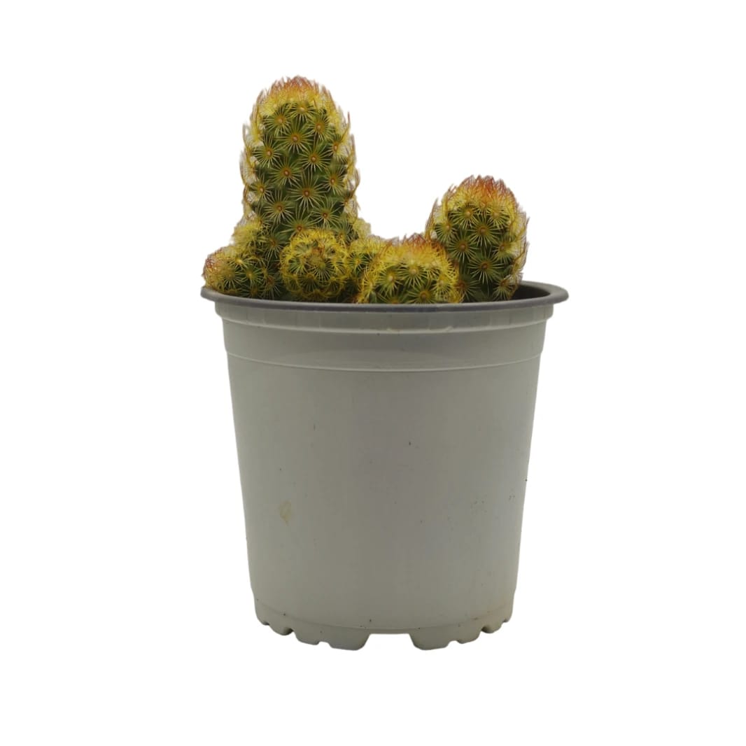 Ladybug Cactus - Mammillaria Elongata