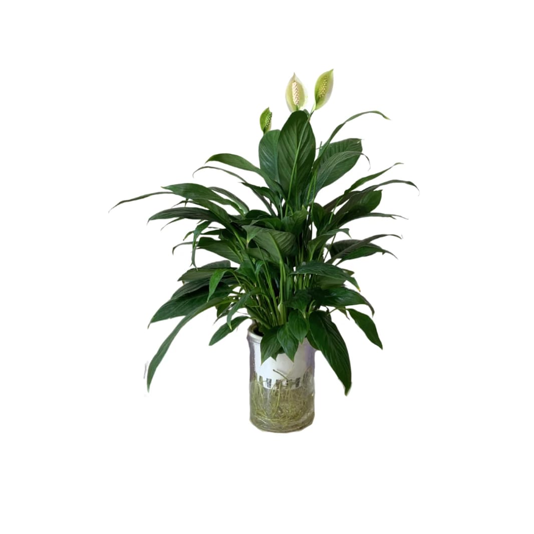 Spathiphyllum Peace Lily in Unique Water Pot