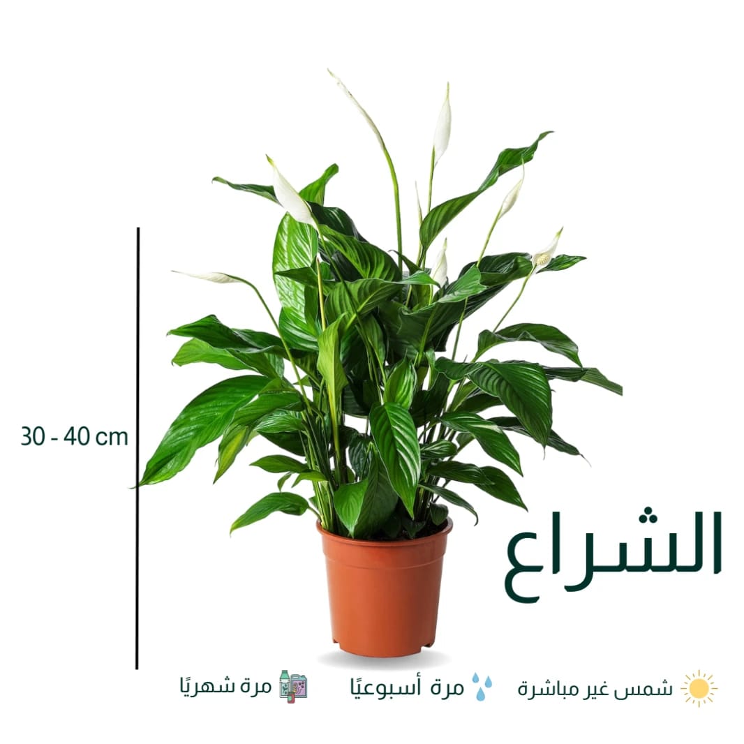الشراع - زنبق السلام